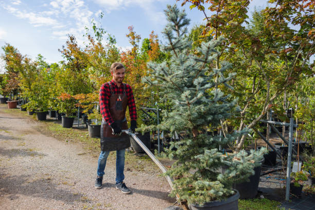 Best Tree Removal  in Minor, AL