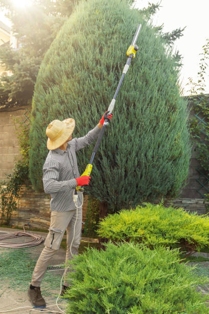 Best Tree and Shrub Care  in Minor, AL